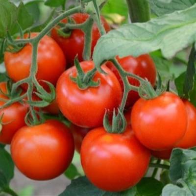 Mercado sustenta expectativa de valorização do tomate - Notícias - Mato Grosso digital