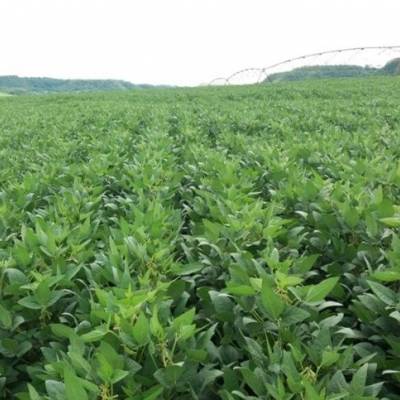 Mercados agrícolas abrem com ajustes moderados - Notícias - Mato Grosso digital