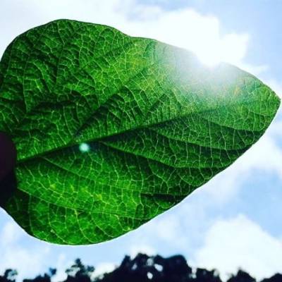 Mercados agrícolas iniciam o dia com ajustes - Notícias - Mato Grosso digital