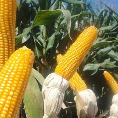 Milho dispara na bolsa, mas trava no campo - Notícias - Mato Grosso digital