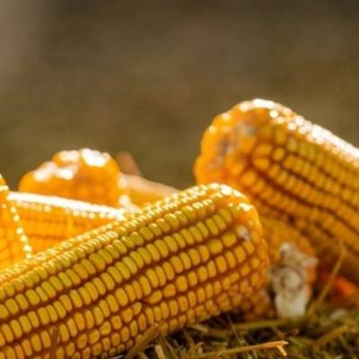 Milho fecha misto com atraso na colheita e dólar - Notícias - Mato Grosso digital