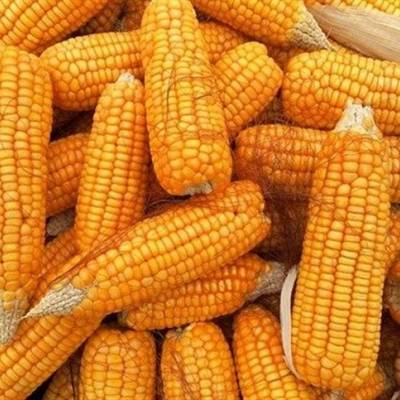 Milho ganha força e amplia renda em Mato Grosso - Notícias - Mato Grosso digital