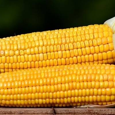 MILHO: mercado brasileiro mantém viés de alta - Notícias - Mato Grosso digital