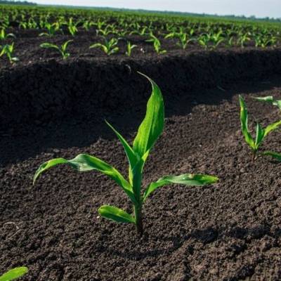 Milho segue estável no Brasil com plantio adiantado - Notícias - Mato Grosso digital