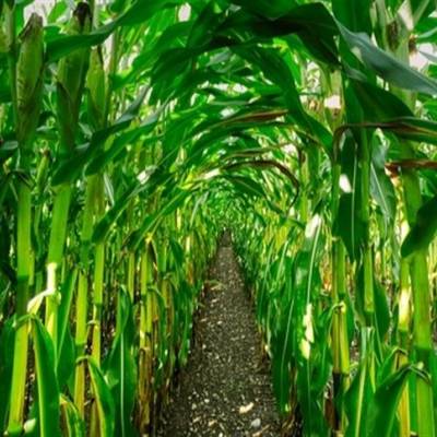 Milho segue pouco dinâmico - Notícias - Mato Grosso digital