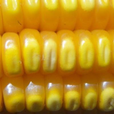 Milho tem mercado cauteloso e plantio em avanço - Notícias - Mato Grosso digital