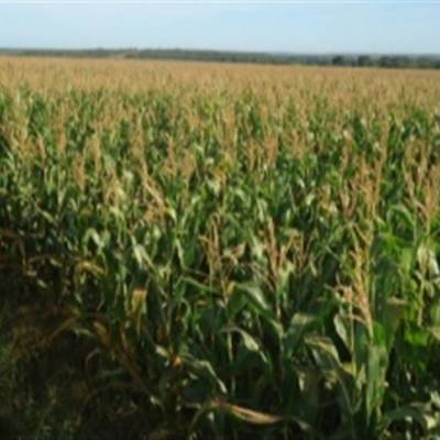 Mistura pronta mostra eficácia em áreas de milho - Notícias - Mato Grosso digital