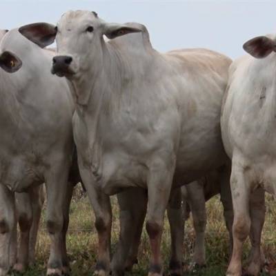 MT: boi gordo deve elevar VBP da pecuária - Notícias - Mato Grosso digital