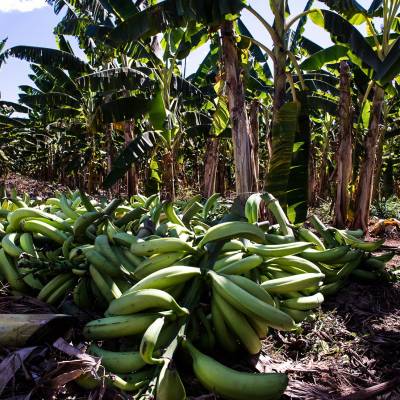 Mudas de banana-terra anã impulsionam produção e renda em Cáceres - Notícias - Mato Grosso digital
