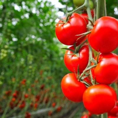 Novo tomate combate vírus agressivo - Notícias - Mato Grosso digital