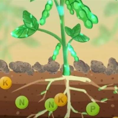 O fator invisível que turbina a fixação de nitrogênio - Notícias - Mato Grosso digital