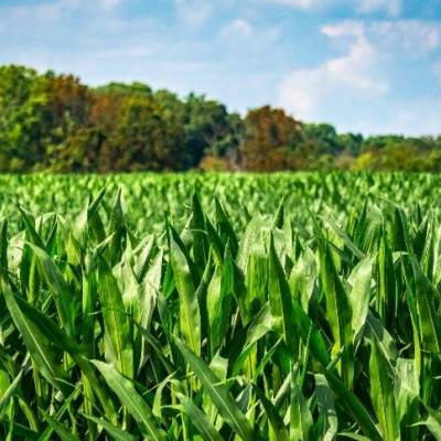 Oferta pressiona mercado de milho - Notícias - Mato Grosso digital