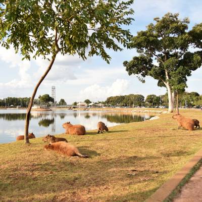 Parque Tia Nair recebe evento natalino com chegada do Papai Noel - Notícias - Mato Grosso digital