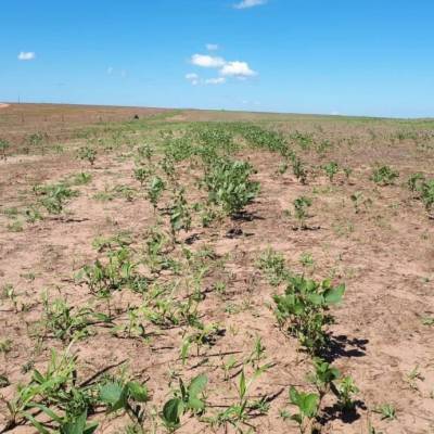 Período de vazio sanitário da soja começa neste domingo (8) em Mato Grosso - Notícias - Mato Grosso digital