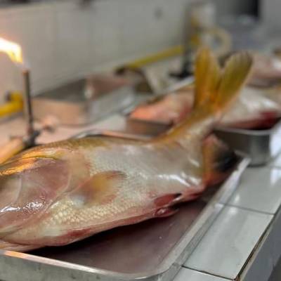 Pesquisadores de Mato Grosso buscam eliminar Salmonella em peixes nativos - Notícias - Mato Grosso digital