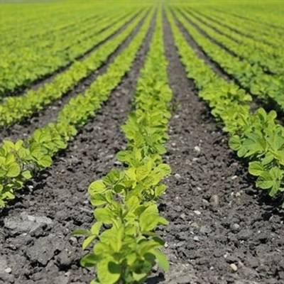 Plantio lento e dólar fraco mantêm preços da soja estáveis no Brasil - Notícias - Mato Grosso digital