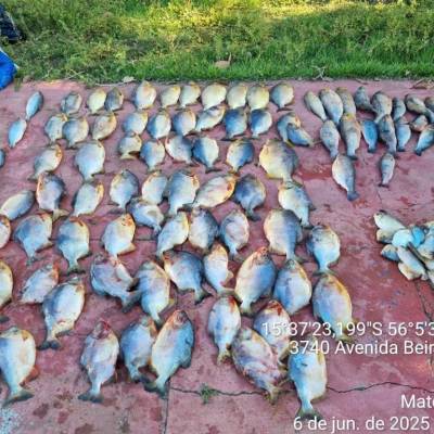 Polícia Militar prende homem com 112 unidades de pescado irregular em Cuiabá - Notícias - Mato Grosso digital