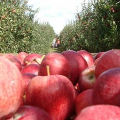 Por que os preços da maçã continuam altos? - Notícias - Mato Grosso digital