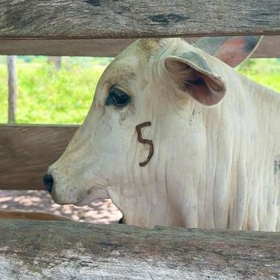 Prazo para vacinação contra brucelose termina no dia 31 de dezembro - Notícias - Mato Grosso digital
