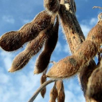 Preço da soja recua e impacta ritmo de vendas no Mato Grosso - Notícias - Mato Grosso digital