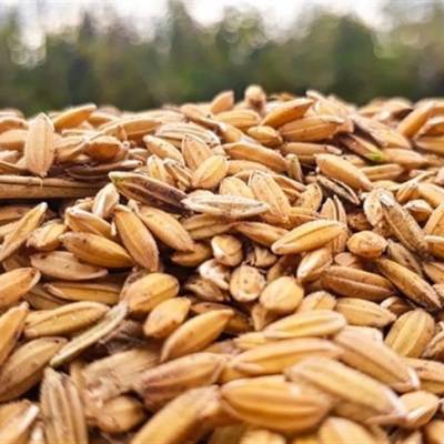 Preço do arroz reage após queda prolongada, impulsionado por leilões federais - Notícias - Mato Grosso digital