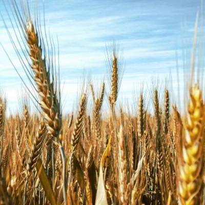 Preços do trigo seguem em queda - Notícias - Mato Grosso digital