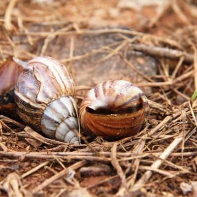 Prefeitura de Cuiabá orienta população sobre prevenção ao caramujo africano - Notícias - Mato Grosso digital