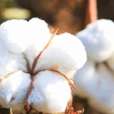Produção de algodão ganha força com clima favorável em Mato Grosso - Notícias - Mato Grosso digital