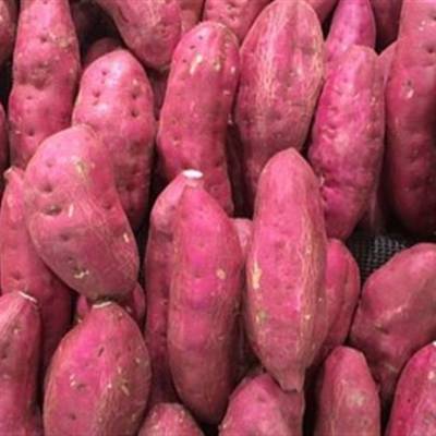 Produção de batata-doce sobe 76%, Paraná tem queda - Notícias - Mato Grosso digital