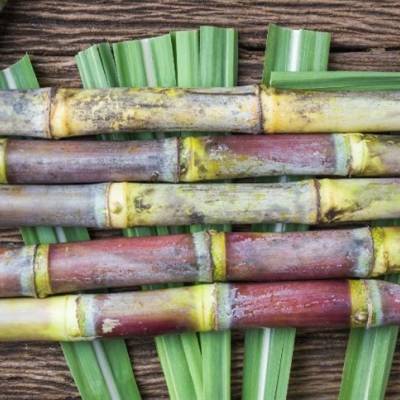 Produção de cana sofre impacto da estiagem - Notícias - Mato Grosso digital