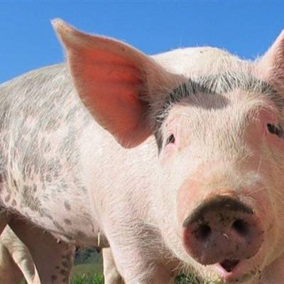 Produção de carne suína totalizou 5,3 milhões de toneladas no Brasil - Notícias - Mato Grosso digital