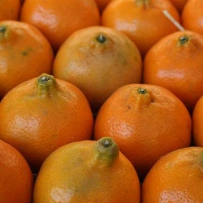 Produção de laranja perde força em 2026/27 - Notícias - Mato Grosso digital