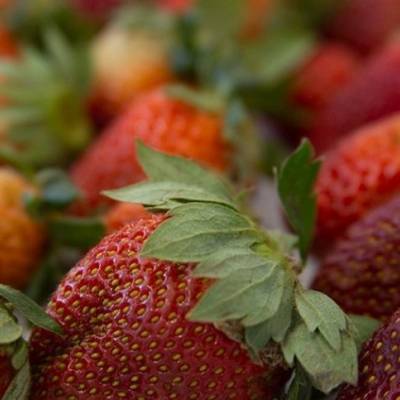 Produção de morango deve chegar a 200 mil toneladas - Notícias - Mato Grosso digital