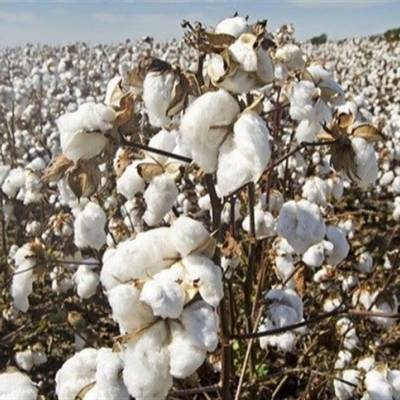 Produção global de algodão cresce 1,12% - Notícias - Mato Grosso digital