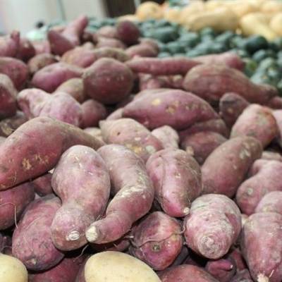Produtividade da batata anima produtores gaúchos - Notícias - Mato Grosso digital