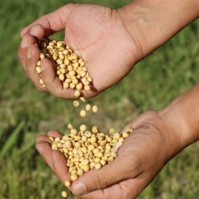 Produtividade da soja deve recuar na safra 2026/2027 - Notícias - Mato Grosso digital