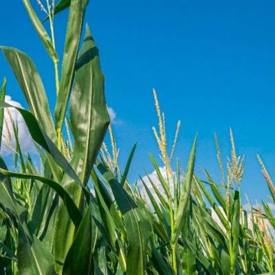 Produtores de mllho enfrentam desafios na segunda safra - Notícias - Mato Grosso digital