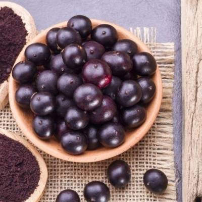 Programa de fomento do açaí inicia adesão de produtores - Notícias - Mato Grosso digital