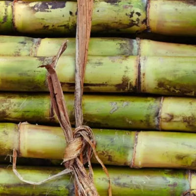 Quais são os impactos da falta de água na safra de cana? - Notícias - Mato Grosso digital