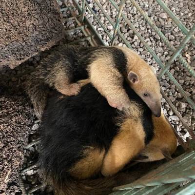 Resgatados pela Sema, mãe e filhote de tamanduá-mirim retornam à natureza - Notícias - Mato Grosso digital