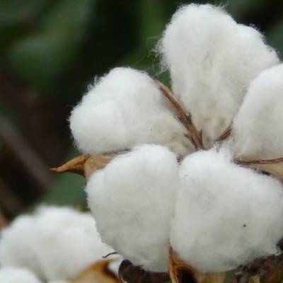 Safra 2024/25 bate recorde na produção de algodão - Notícias - Mato Grosso digital