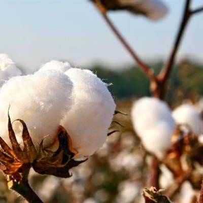 Safra 25/26 de algodão tem vendas adiantadas - Notícias - Mato Grosso digital