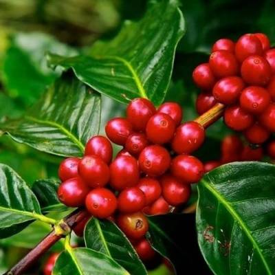 Safra de café 2026/27 deve crescer 10% - Notícias - Mato Grosso digital