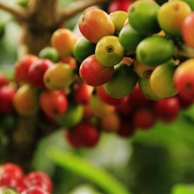 Safra de café deve chegar a 33,4 mi de sacas - Notícias - Mato Grosso digital