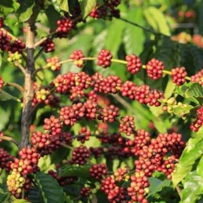 Safra de café deve crescer 24,6% em São Paulo - Notícias - Mato Grosso digital