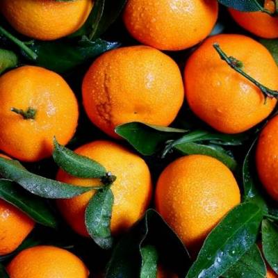 Safra de laranja aumenta e pressiona preços em SP e MG - Notícias - Mato Grosso digital