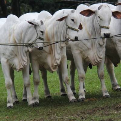 São Paulo registra alta no boi gordo nesta quarta - Notícias - Mato Grosso digital