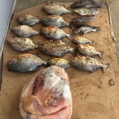 Sema e PM apreendem pescado irregular na Transpantaneira - Notícias - Mato Grosso digital