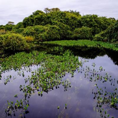 Sema participa de seminário nacional com palestras sobre o Pantanal - Notícias - Mato Grosso digital