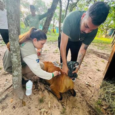 Sema promove reabilitação de animais resgatados na região do Pantanal - Notícias - Mato Grosso digital